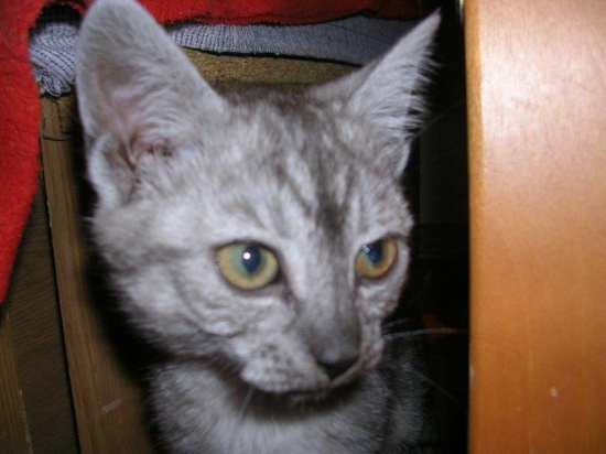 Srebrna Cindarella