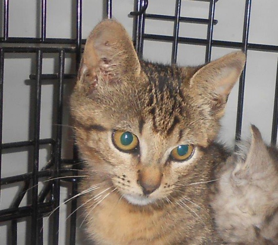 Figaro szuka domu